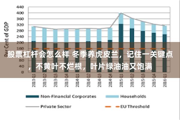 股票杠杆会怎么样 冬季养虎皮兰，记住一关键点，不黄叶不烂根，叶片绿油油又饱满