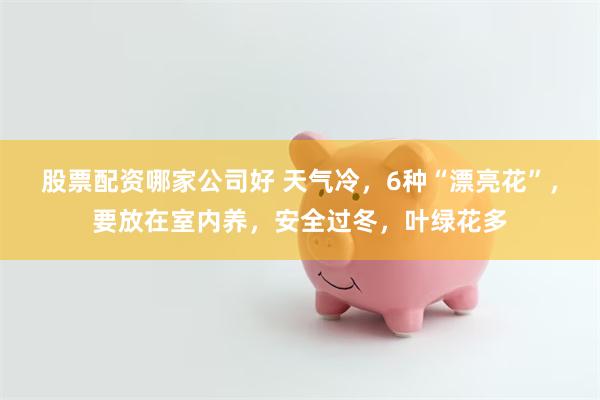 股票配资哪家公司好 天气冷，6种“漂亮花”，要放在室内养，安全过冬，叶绿花多